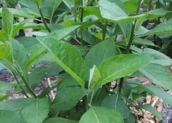 Of traditional medicine and national development.