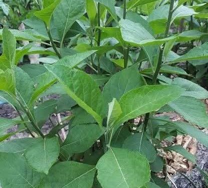 Of traditional medicine and national development.