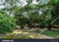 Editorial: Reclaiming Nigeria’s Forest Reserves from Terrorists