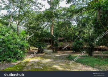Editorial: Reclaiming Nigeria’s Forest Reserves from Terrorists
